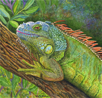 Iguana